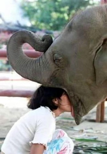 Chú voi đang đói ngấu.
